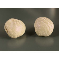 Polymer shell post earrings